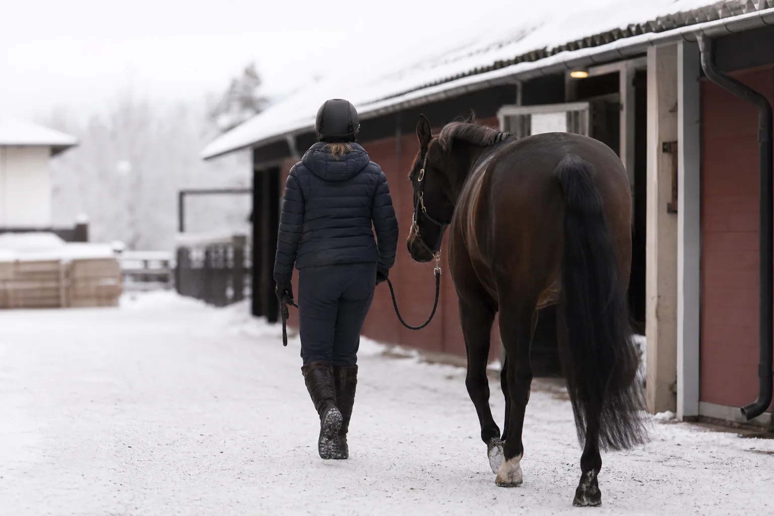 Ryttare i fodrade vinterridbyxor leder en häst i snötäckt stallgård
