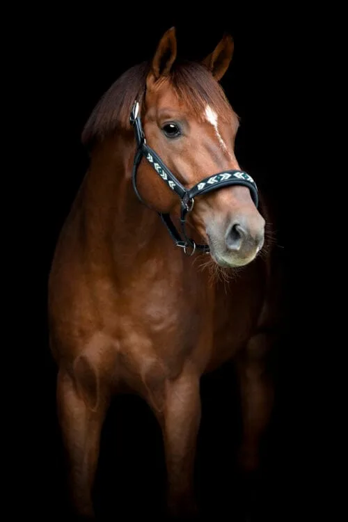 CATAGO Vanamo Lädergrimma